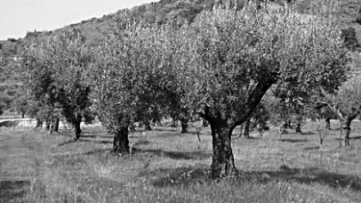 Olive trees Calabria